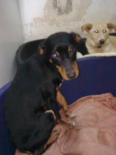 ---------------------------  PINSCHER --------------------- TITO:  Un ser especial