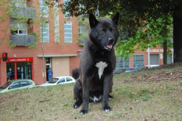 AKITA INU JAPONÉS BUSCA NOVIA