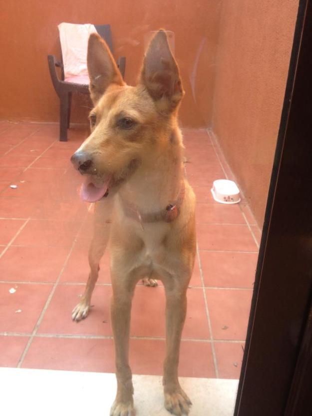 Cachorro Podenco Andaluz