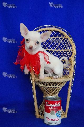 Chihuahua cachorros gratis