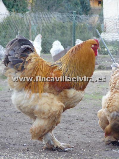 GALLINAS BRAHMA