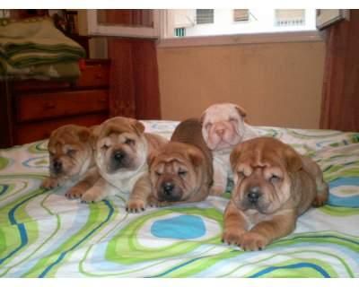 SHAR PEI A 350 EUROS + GARANTIA