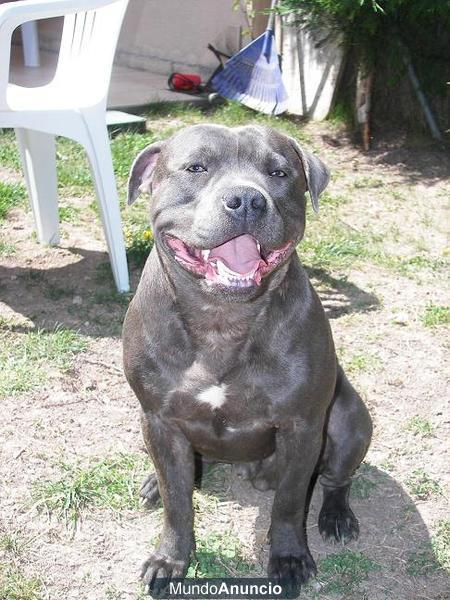 Staffordshire Bull Terrier (Blue Staff – Azul)