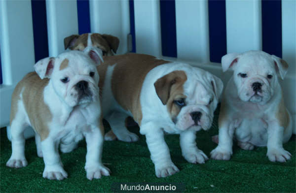 Tu  Bulldog Inglés a un precio estupendo - Zaragoza