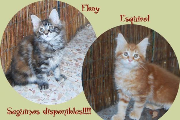 ultimos cachorros maine coon con pedigree