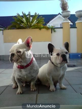 Vendo pareja de Bulldog Frances inseparables