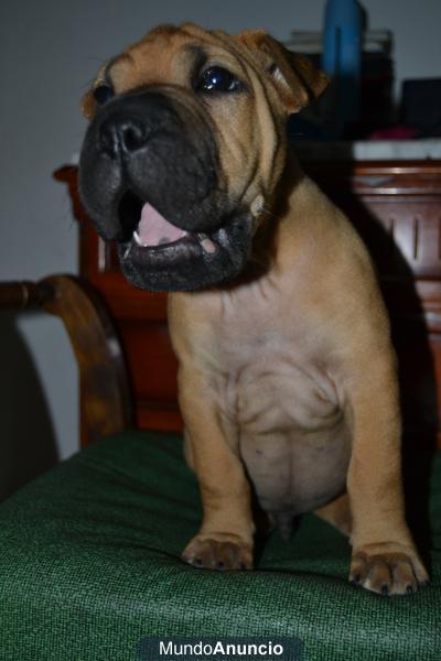 vendo sar pei mezclado con boxer