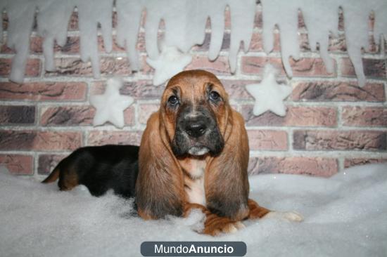 Basset hound¡regala alegría