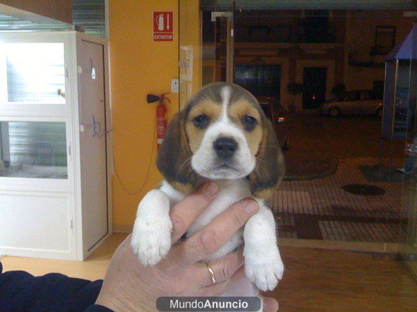 BEAGLES CON BUENOS APLOMOS