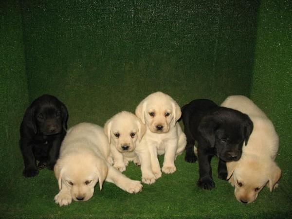 BONITOS LABRADORES NEGROS 190 EUROS :) Y DORADOS 250 EUROS :)