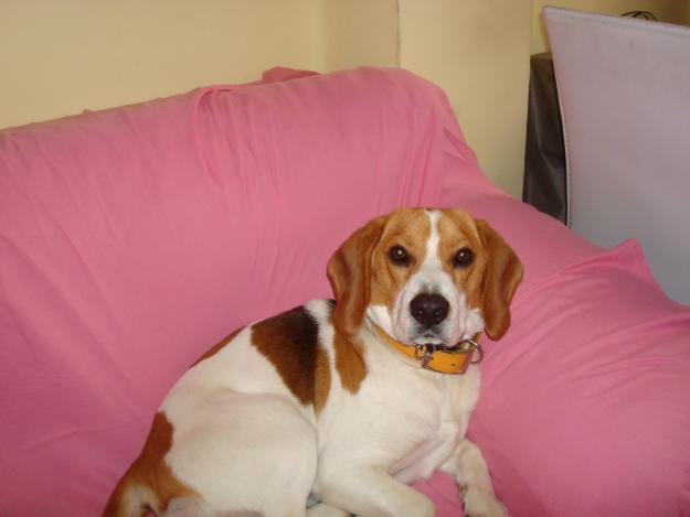 BUSCO HEMBRA BEAGLE PARA MONTA