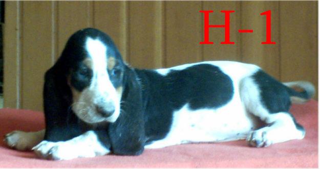 Cachorros Basset Hound baratos