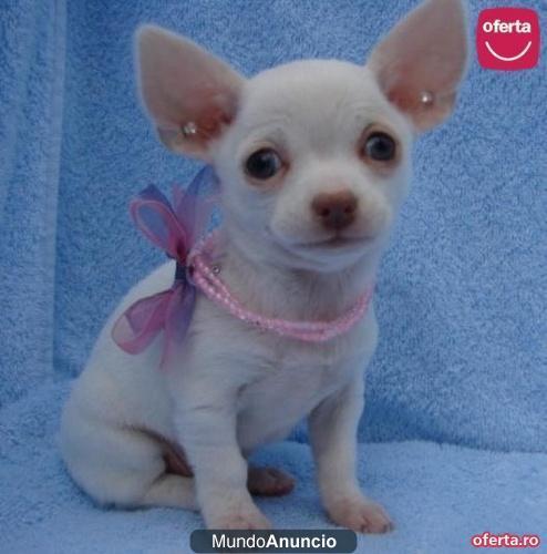 Cachorros Chihuahua de Regalo Tengo 4 hijos hermosos, 2 mujeres y 2 hombre. macho es rubio y las hembras son de color ca