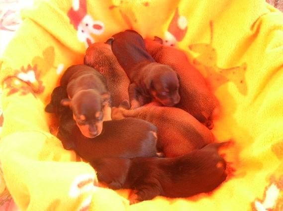 Cachorros de Mini Pinscher con pedigree