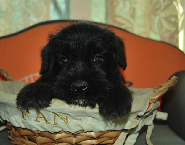 Cachorros de schnauzer miniatura con loe