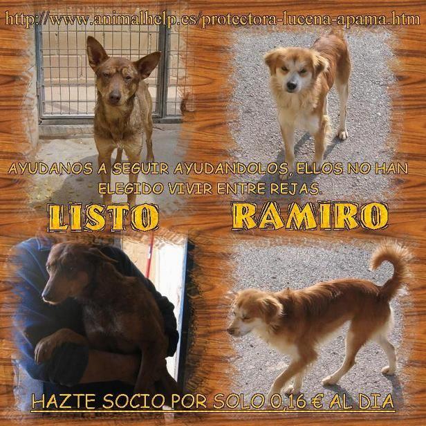 en adopcion:perros tamaño mediano