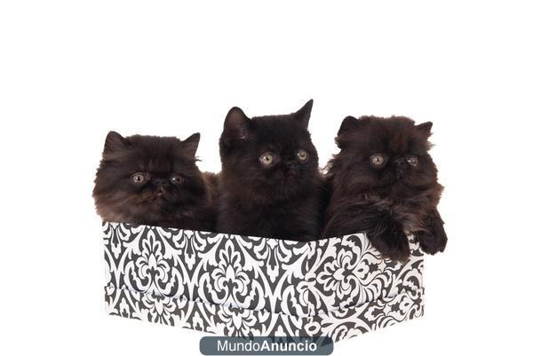 Gatos persas,  negros muy chatitos y con mucho pelo.
