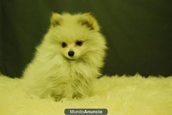 POMERANIAS DE DOS MESES, EXCELENTES