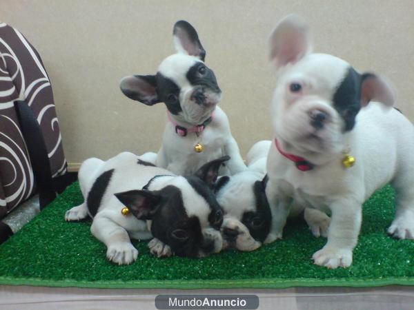 PRECIOSOS CACHORROS DE BULLDOG FRANCES, VARIEDAD DE COLORES 590 EUROS