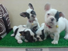 PRECIOSOS CACHORROS DE BULLDOG FRANCES, VARIEDAD DE COLORES 590 EUROS - mejor precio | unprecio.es