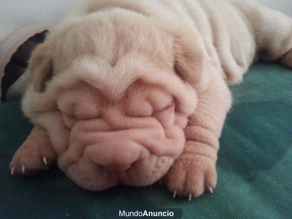 SHARPEI ECONOMICOS