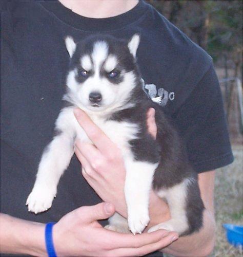 Siberian Husky cachorro