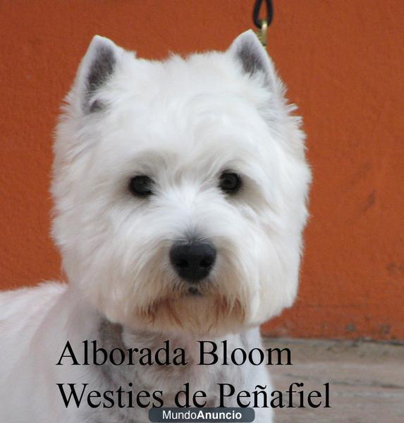 Cachorro de westies de Peñafiel