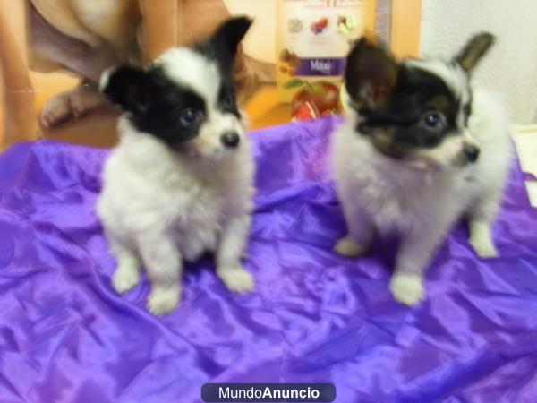 CACHORRITOS PAPILLON,DIRECTAMENTE DE NUESTRO CRIADERO!!