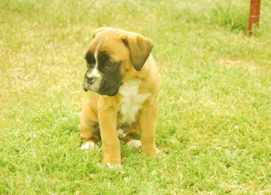 Cachorros Boxer nacionales