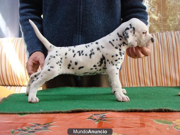 Dalmatas criados por veterinaria