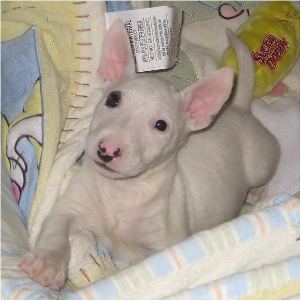 Dos Bull terrier cachorros machos y hembras