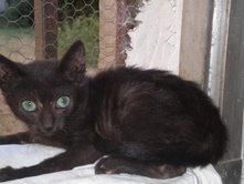 Gatos en acogida necesitan adopcion