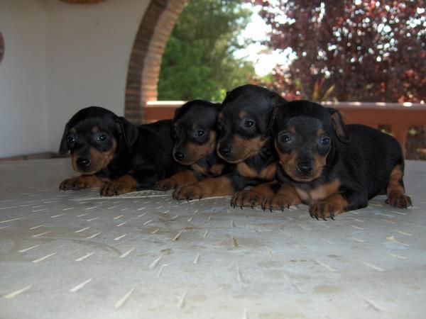 pinscher miniatura 200E