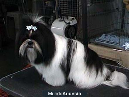 SHIH TZU CACHORROS EXCLUSIVOS