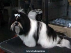 SHIH TZU CACHORROS EXCLUSIVOS - mejor precio | unprecio.es