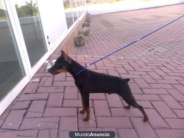 CACHORROS DE PINSCHER MINIATURA