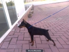 CACHORROS DE PINSCHER MINIATURA - mejor precio | unprecio.es