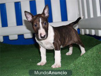 Camada Bullterrier, muy buen precio