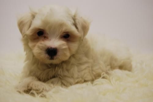 Camadita de Bichon Maltes//Machos y Hembras Disponibles//Se Entregan con 2 Meses de Edad