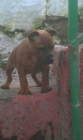 Exc Cachorros Staffordshire Bull Terrier - mejor precio | unprecio.es