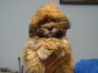 Lhasa Apso, dorados preciosos cachorritos 2 meses, desparasitados, vacunados - mejor precio | unprecio.es