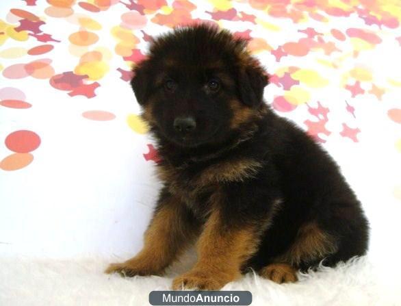 Pastor Aleman cachorritos de calidad y pura raza