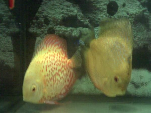 peces discos