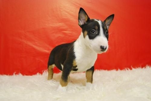 Primera calidad, Cachorros bull terrier, ejemplares con pedegree