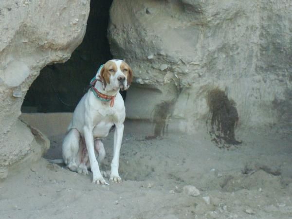 Regalo Cachorro de padre pointer y madre podenca mallorquina