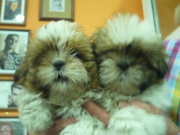 shih tzu todos los colores