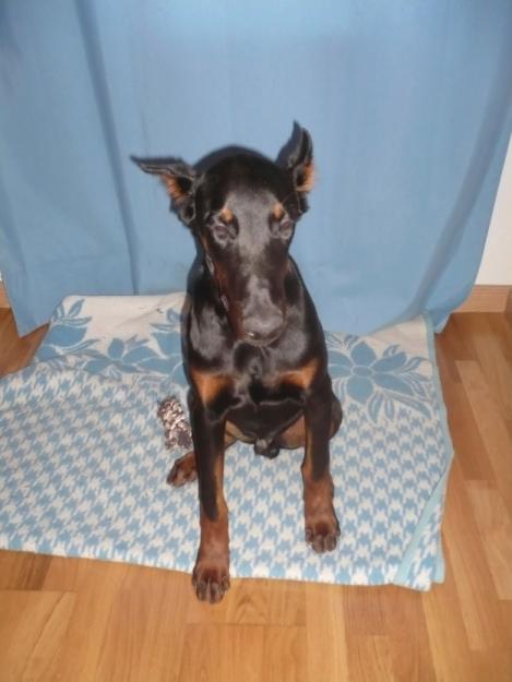 vendo doberman 4y5 meses