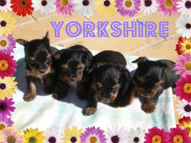 yorkshire toy