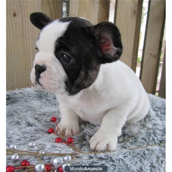 cachorros bulldog francés para su aprobación.