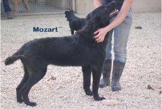 Adopta a Mozart